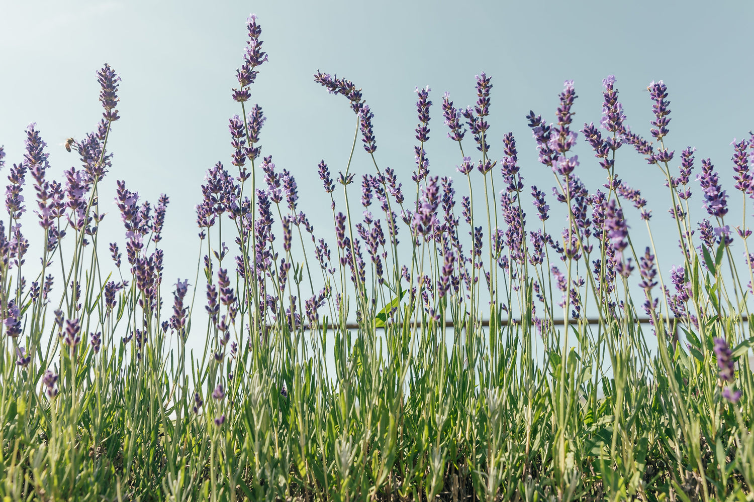 LAVENDER