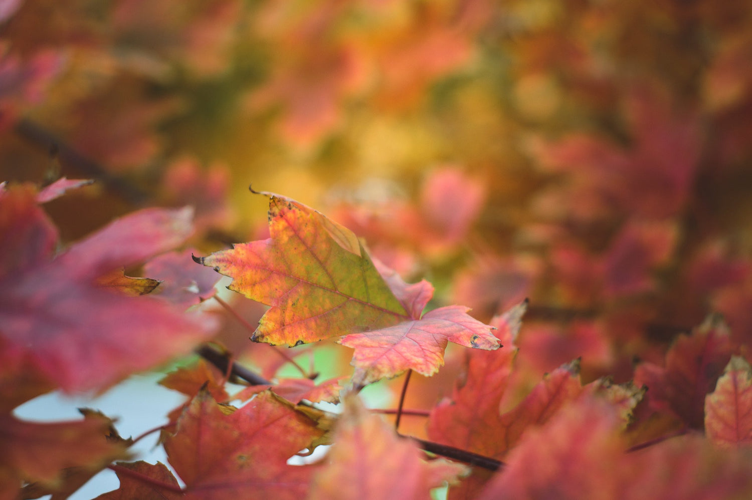 FALL LEAVES