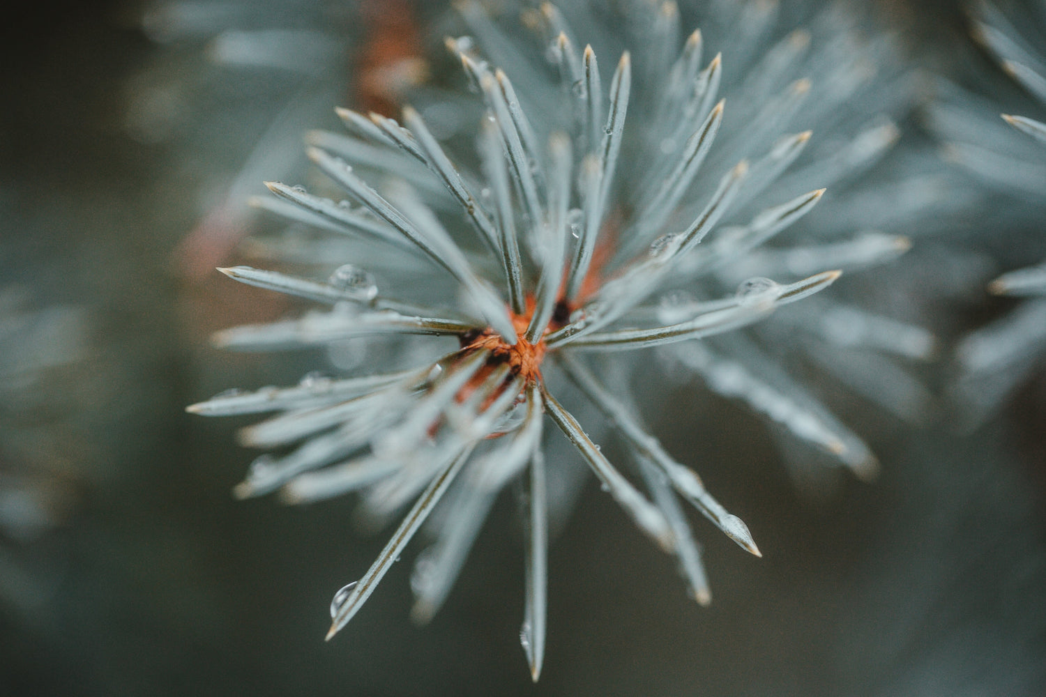 BLUE SPRUCE